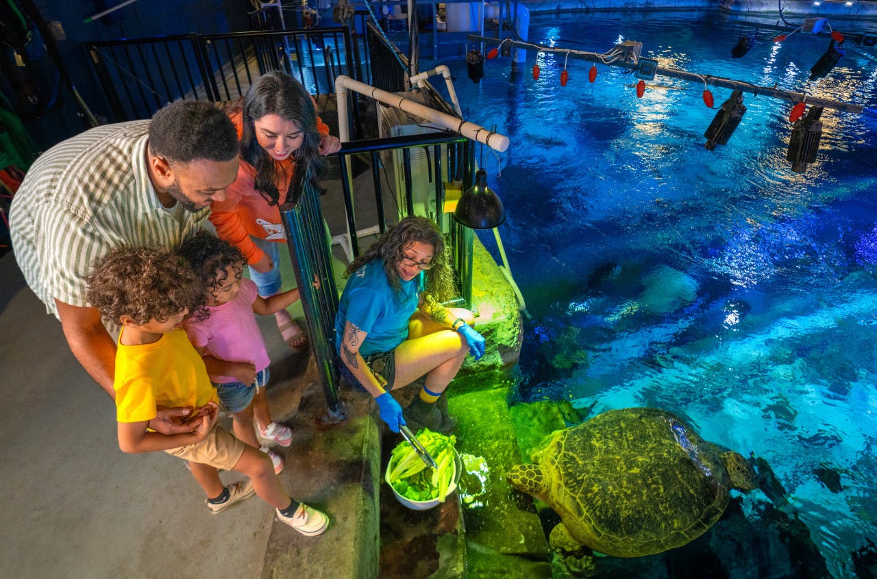 LEGOLAND Florida + SEA LIFE Orlando 