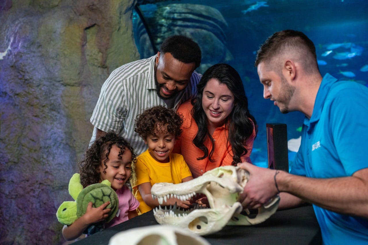 Sea Life Orlando Tickets + Madame Tussauds Orlando Location