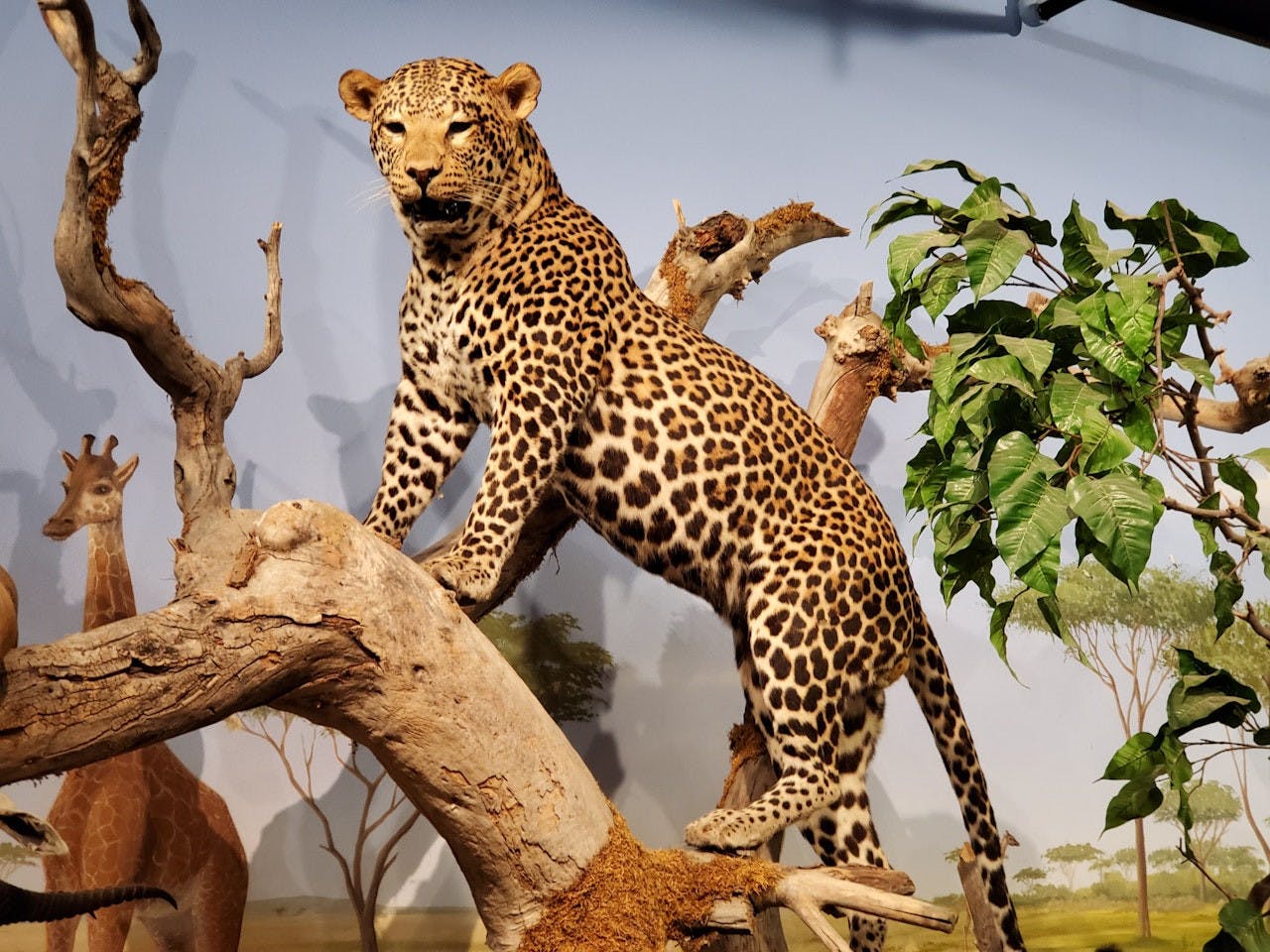 Natural History Museum + The Mob Museum