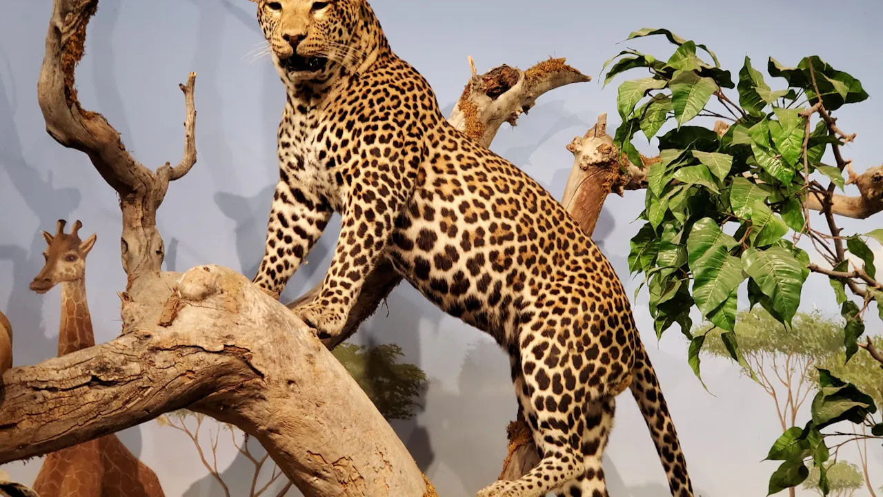 Natural History Museum + The Mob Museum