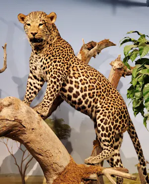 Natural History Museum + The Mob Museum