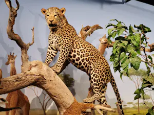 Natural History Museum + Erotic Heritage Museum