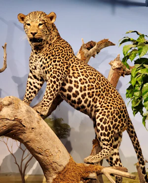Natural History Museum + Erotic Heritage Museum