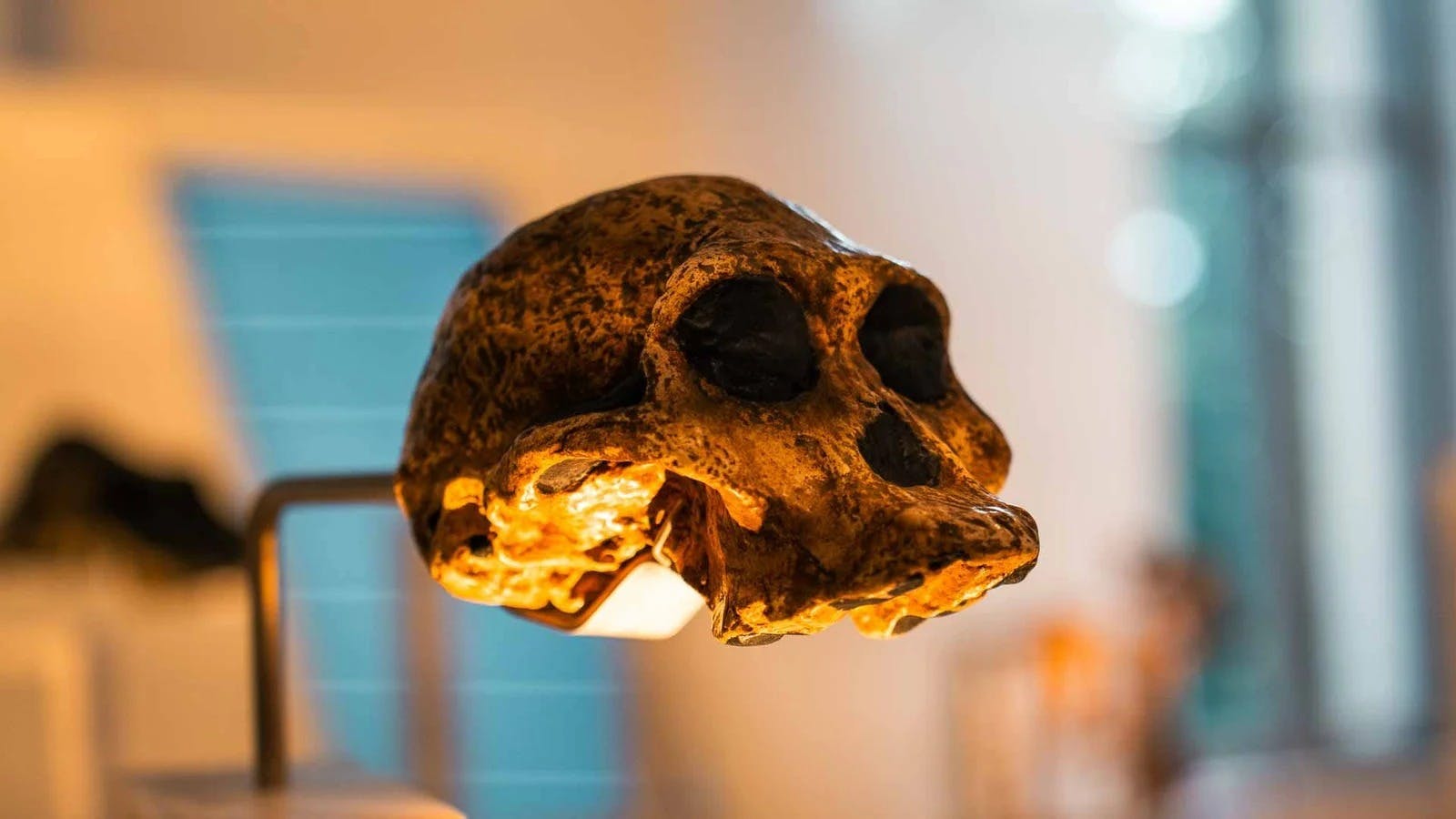 Museum of Humanity (Musée de l'Homme) Ticket 