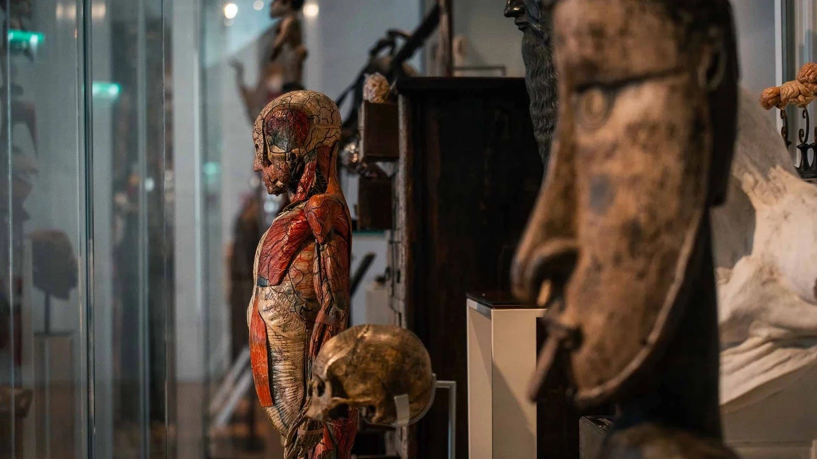 Museum of Humanity (Musée de l'Homme) Ticket Thrillark