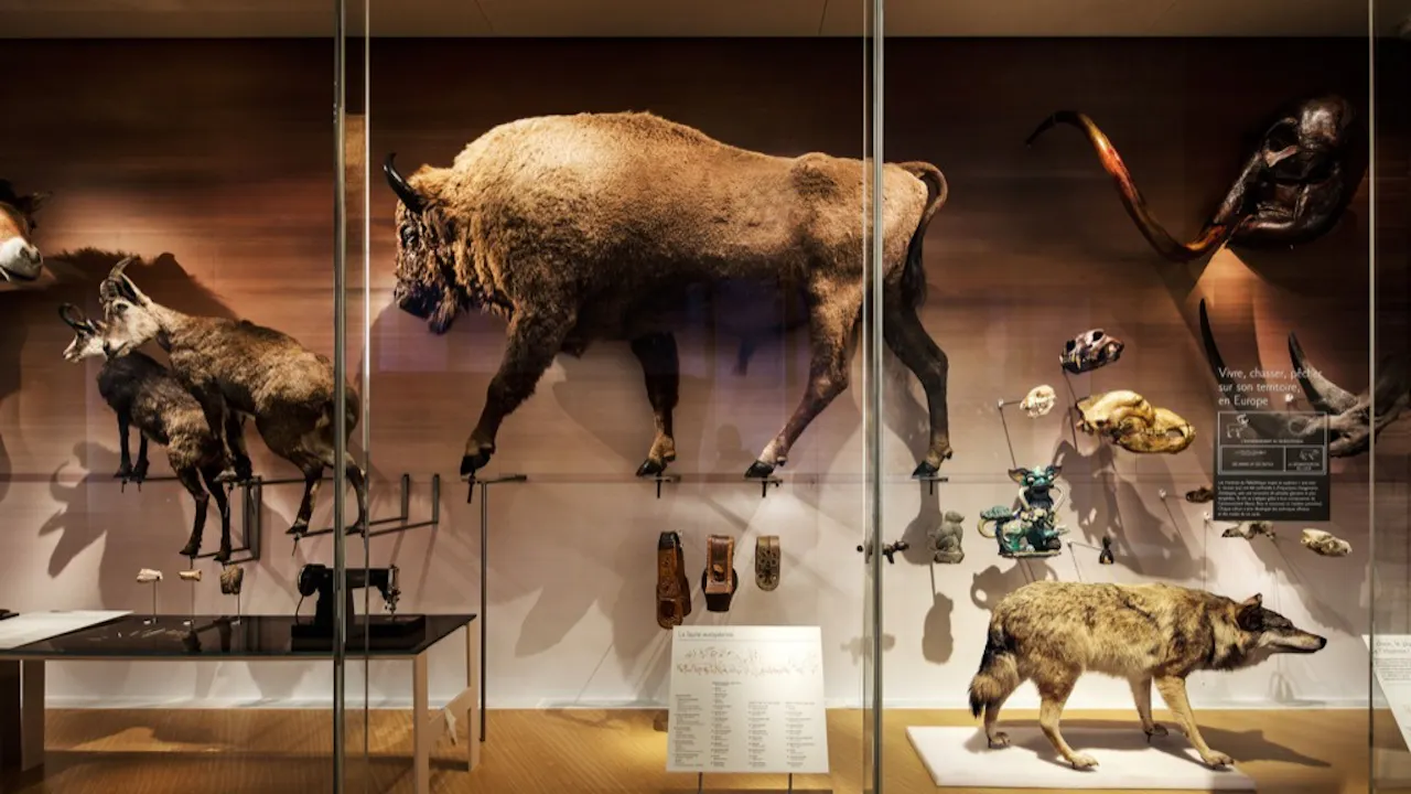 Museum of Humanity (Musée de l'Homme) Ticket Discount