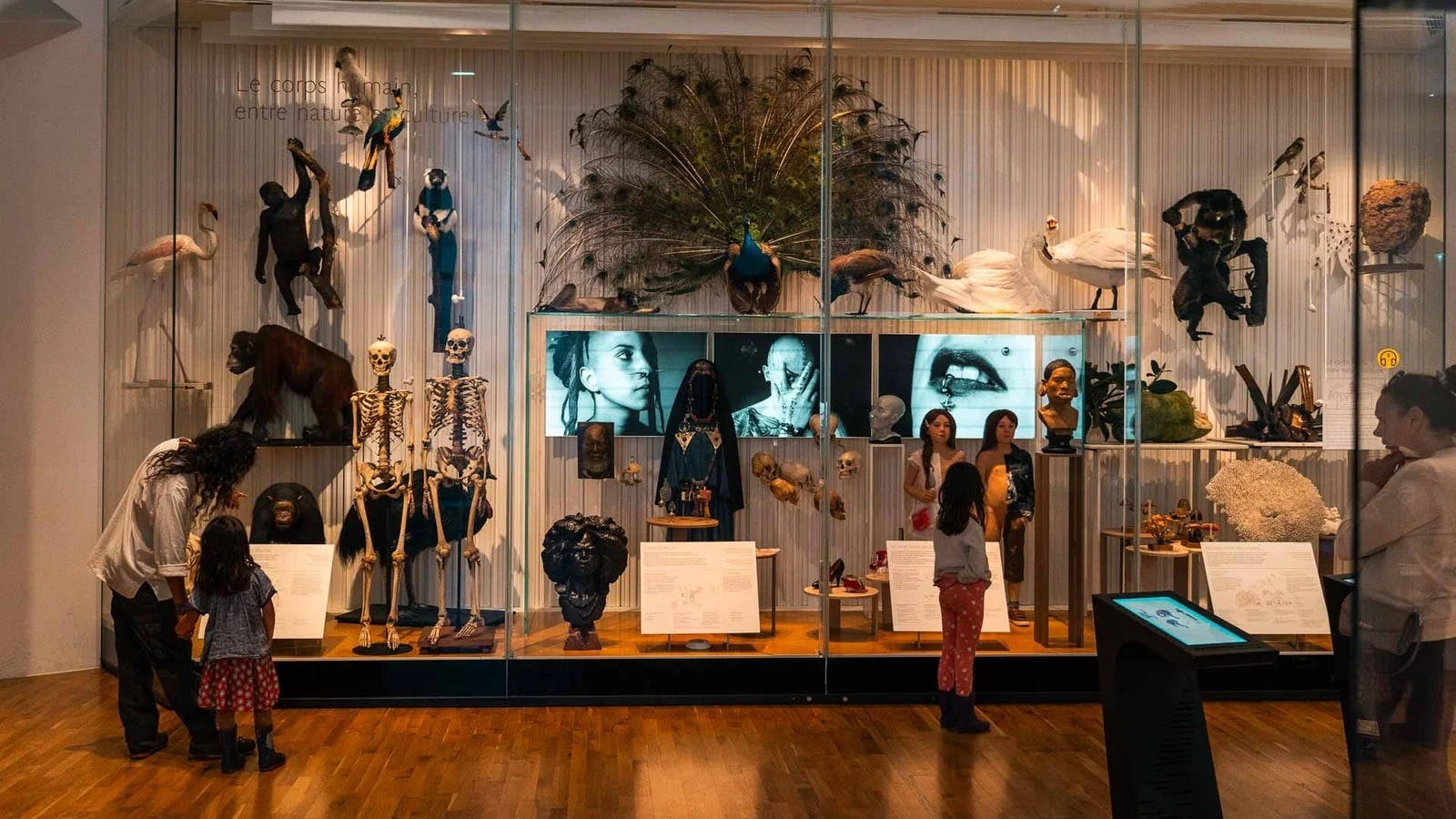 Museum of Humanity (Musée de l'Homme) Ticket Category