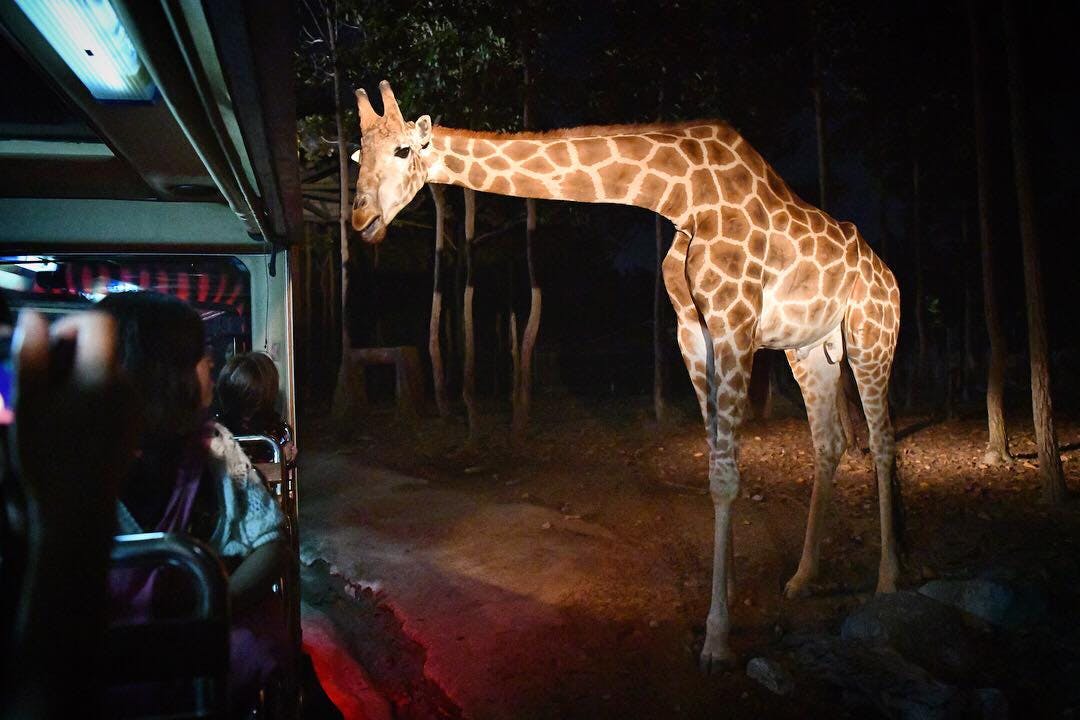 COMBO: Chiang Mai Night Safari + Siam Dragon Cabaret Show Ticket