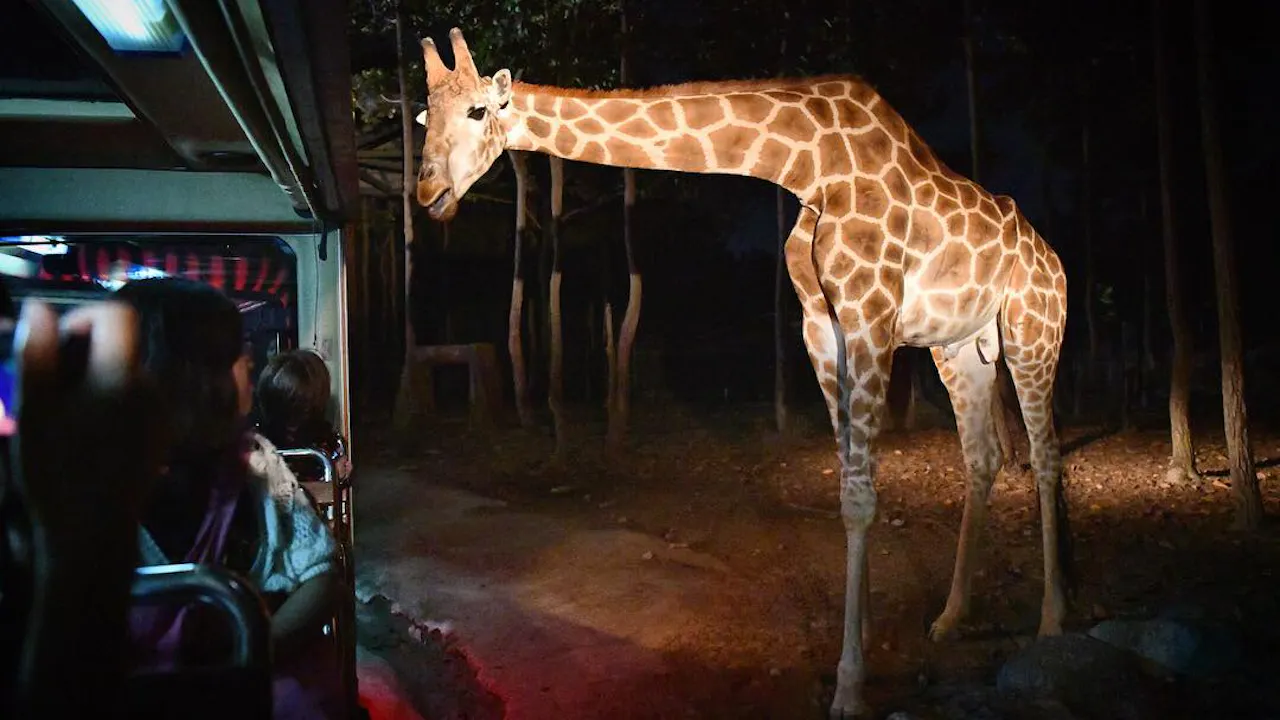 COMBO: Chiang Mai Night Safari + Siam Dragon Cabaret Show Ticket