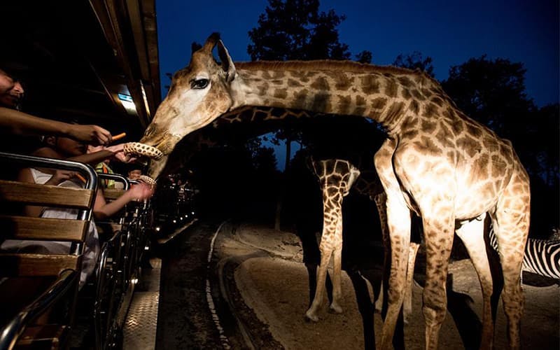 COMBO: Chiang Mai Night Safari + Siam Dragon Cabaret Show Location