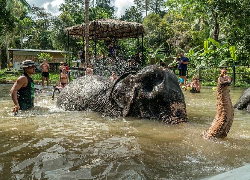 COMBO: Chiang Mai Night Safari + Elephant Jungle Sanctuary Category