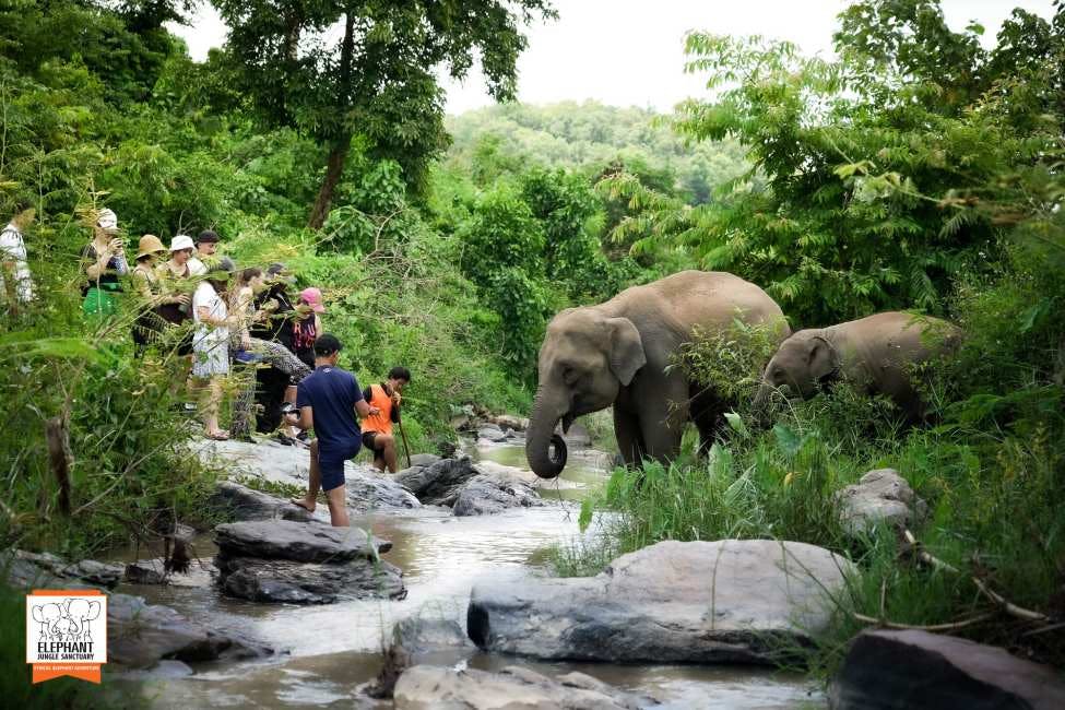 COMBO: Chiang Mai Night Safari + Elephant Jungle Sanctuary 