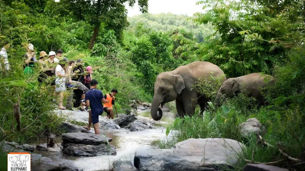 COMBO: Chiang Mai Night Safari + Elephant Jungle Sanctuary