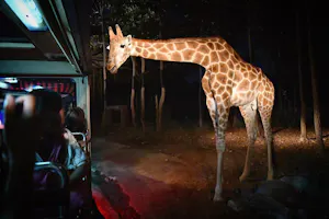 COMBO: Chiang Mai Night Safari + Elephant Jungle Sanctuary