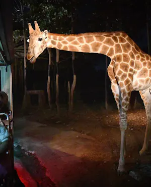 COMBO: Chiang Mai Night Safari + Elephant Jungle Sanctuary