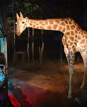 COMBO: Chiang Mai Night Safari + Elephant Jungle Sanctuary