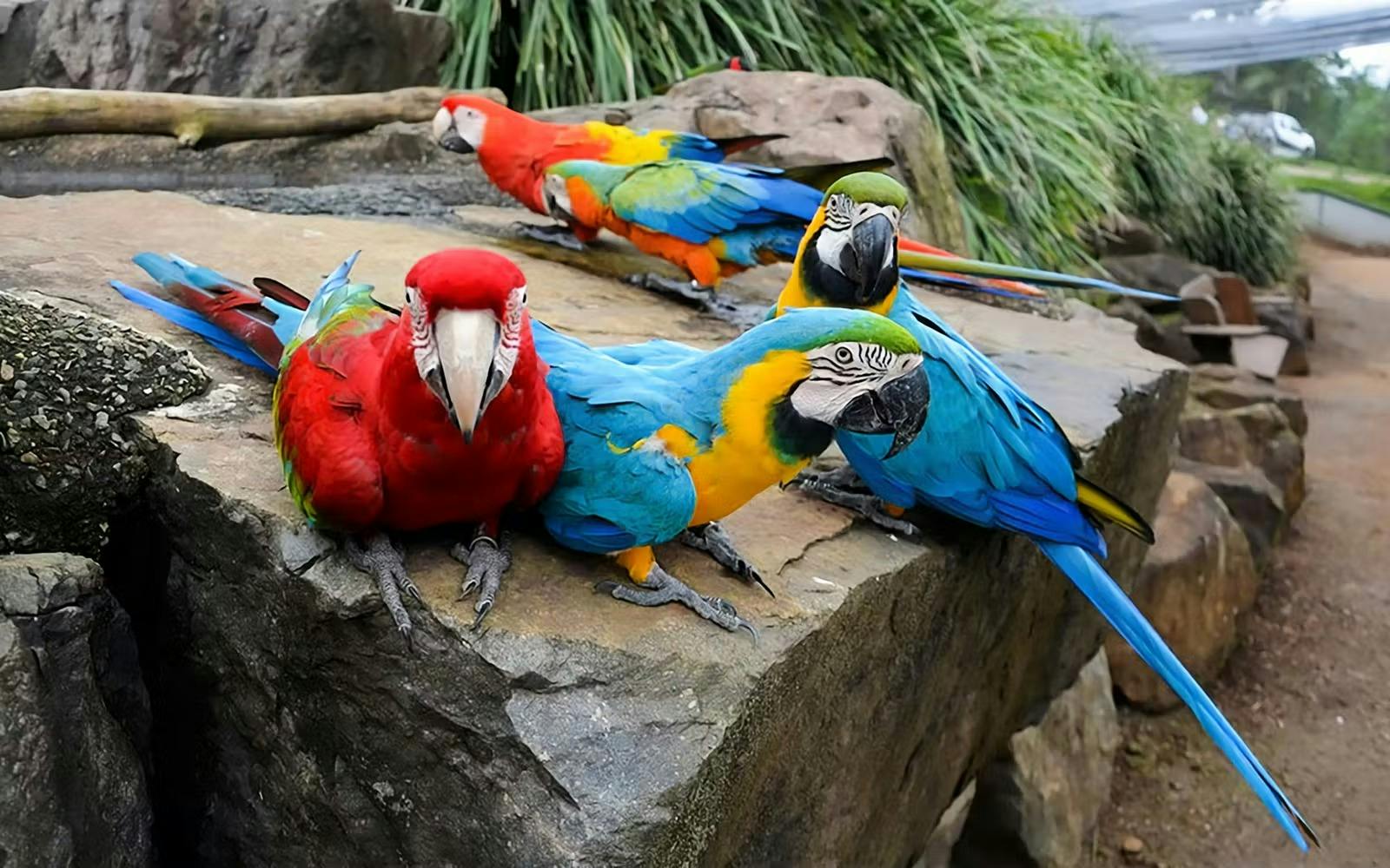 Maleny Botanic Gardens & Bird World Ticket Ticket