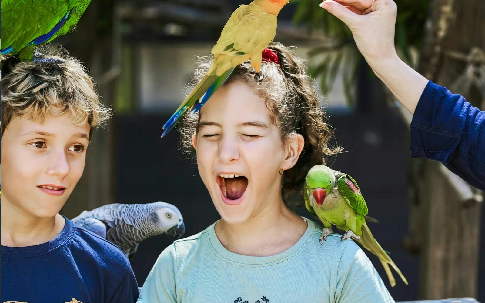 Maleny Botanic Gardens & Bird World Ticket