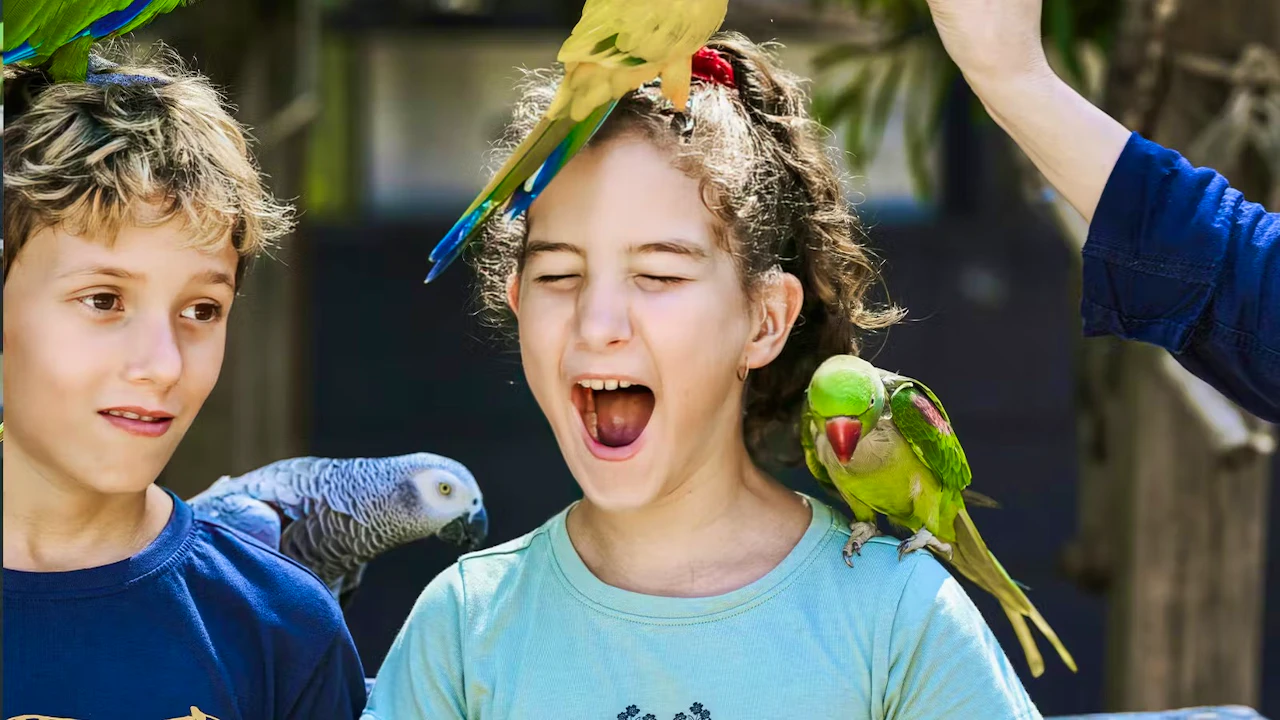 Maleny Botanic Gardens & Bird World Ticket