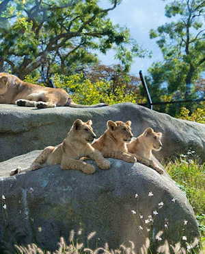 Paris Zoo Ticket