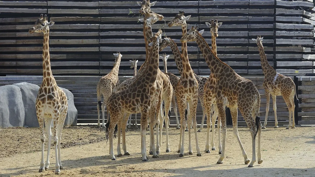 Paris Zoo (Parc Zoologique de Paris) Ticket Category