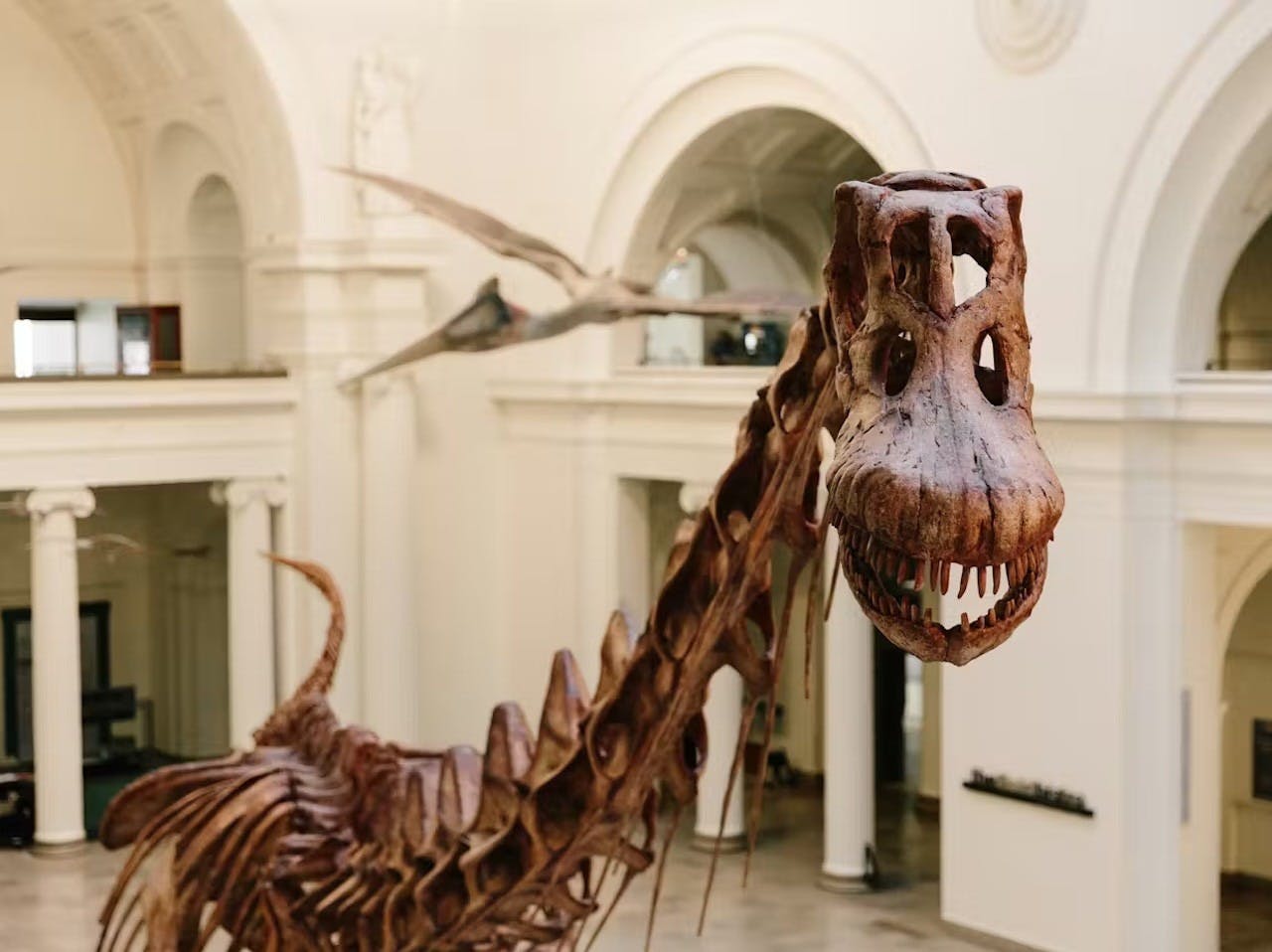 The Field Museum of Natural History Ticket + The Art Institute of Chicago