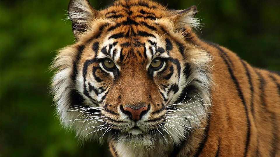 Auckland Zoo Ticket Price
