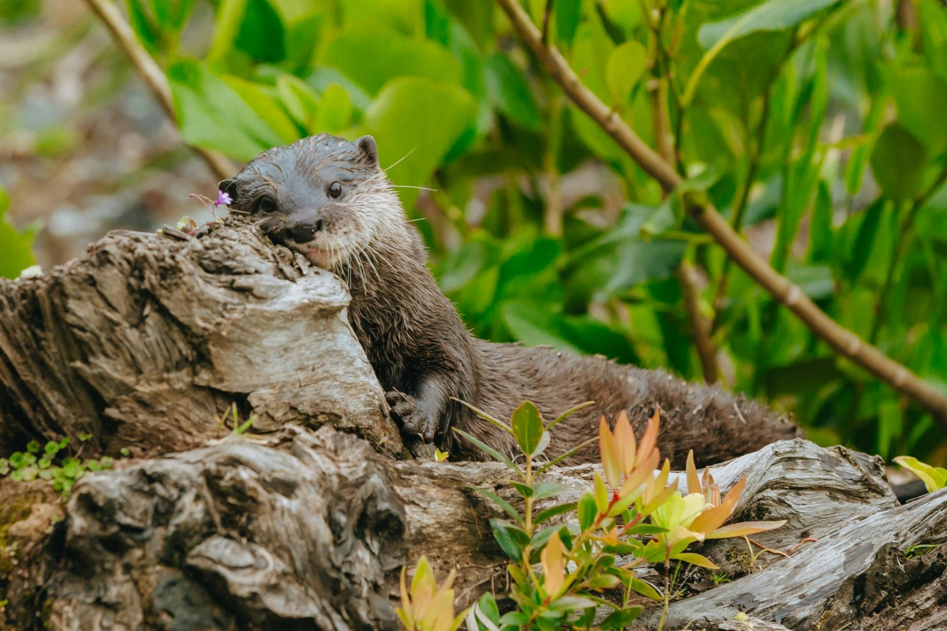 Auckland Zoo Ticket Category