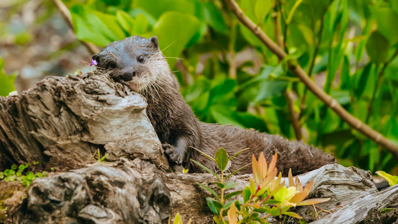 Auckland Zoo Ticket Category