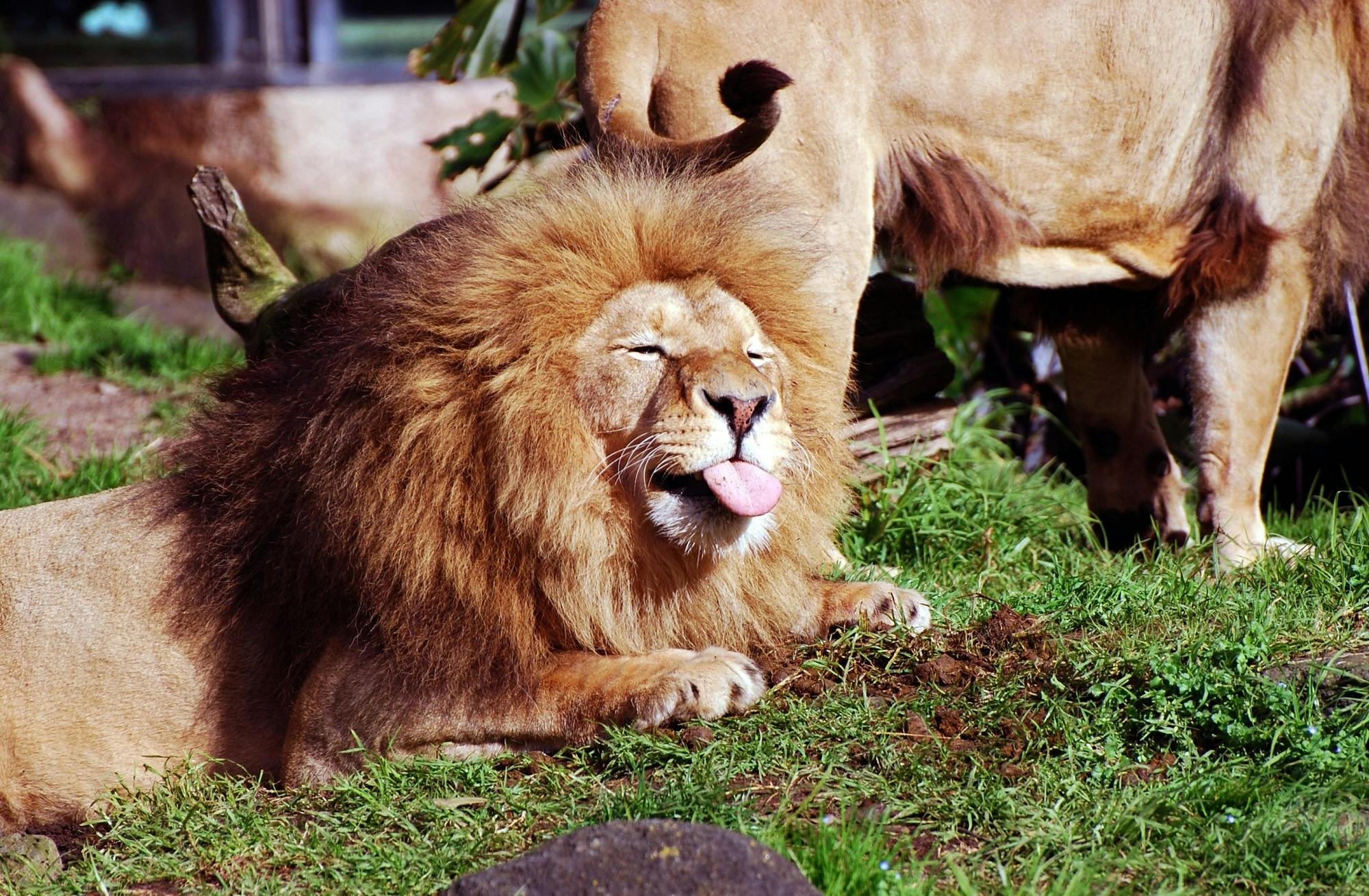 Auckland Zoo Ticket Thrillark