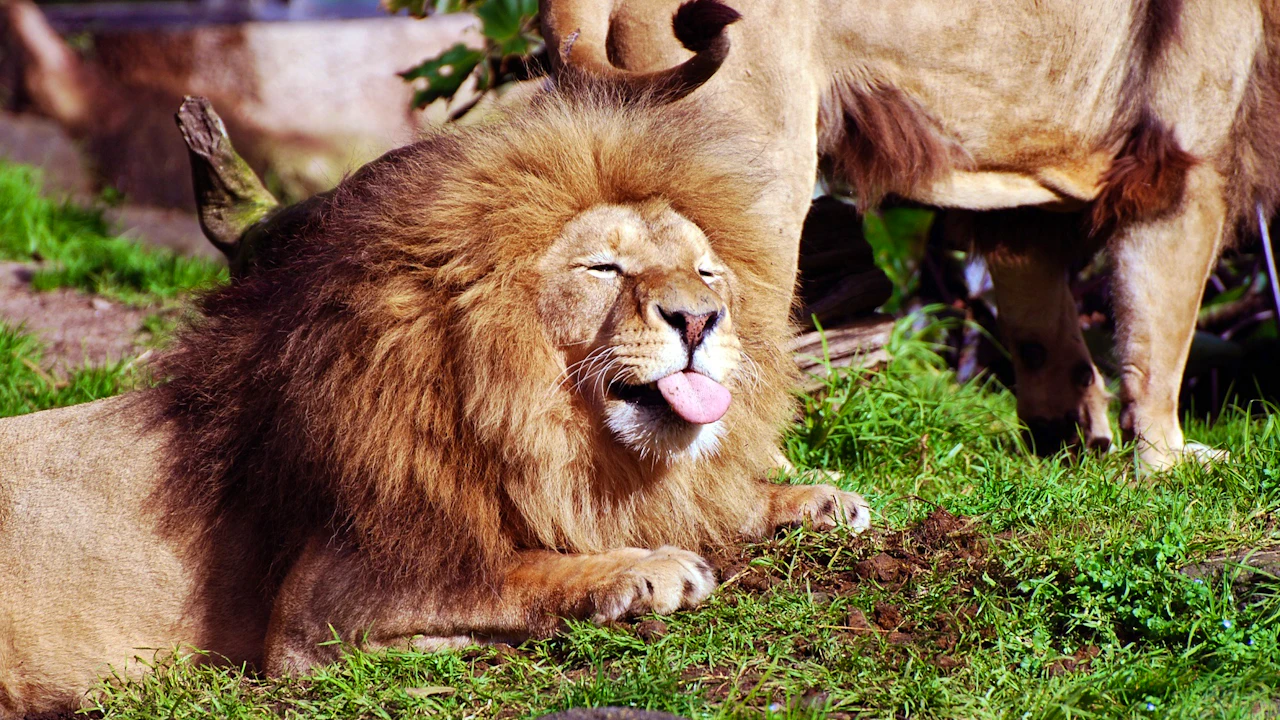 Auckland Zoo Ticket Thrillark