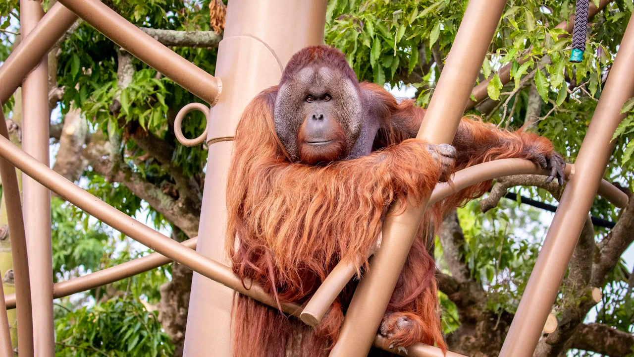 Auckland Zoo Ticket