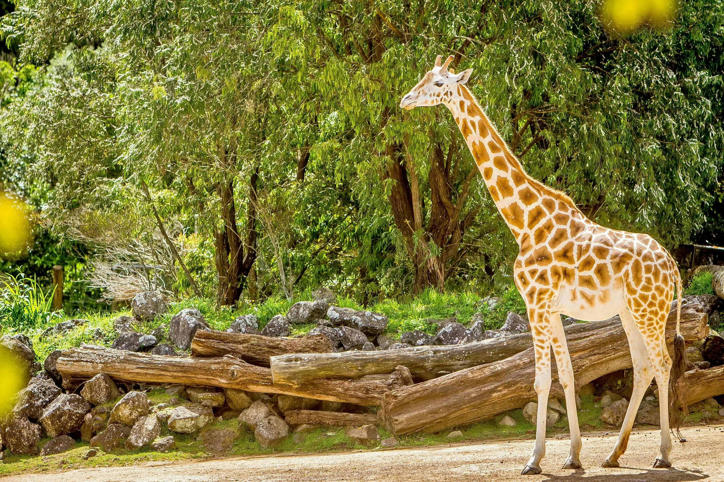 Auckland Zoo Ticket Review