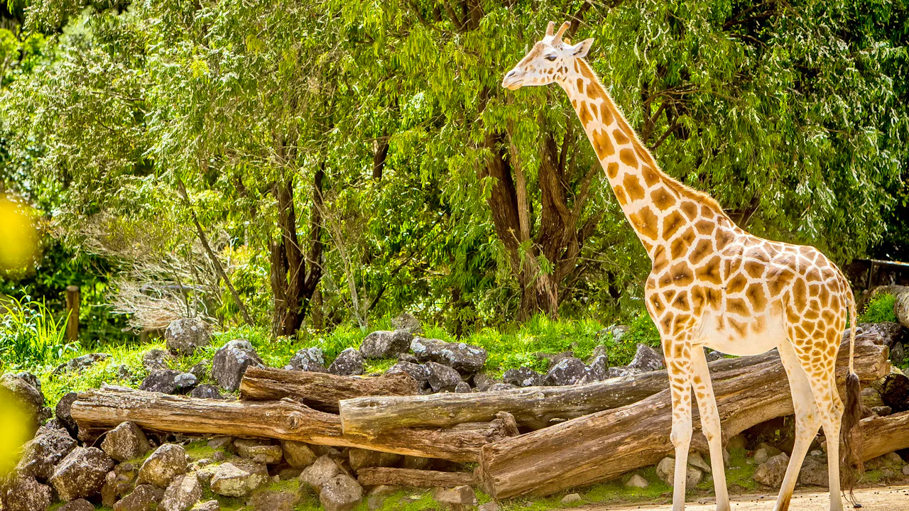 Auckland Zoo Ticket Review
