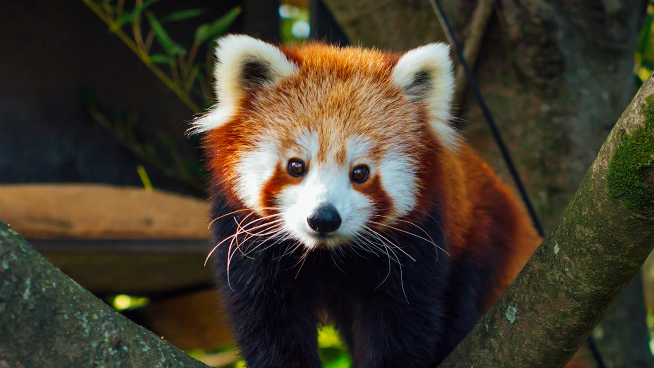 Auckland Zoo Ticket Location