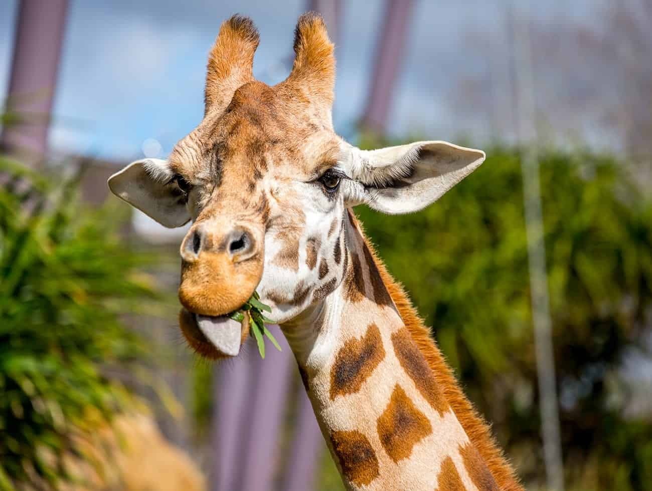 Auckland Zoo Ticket Discount
