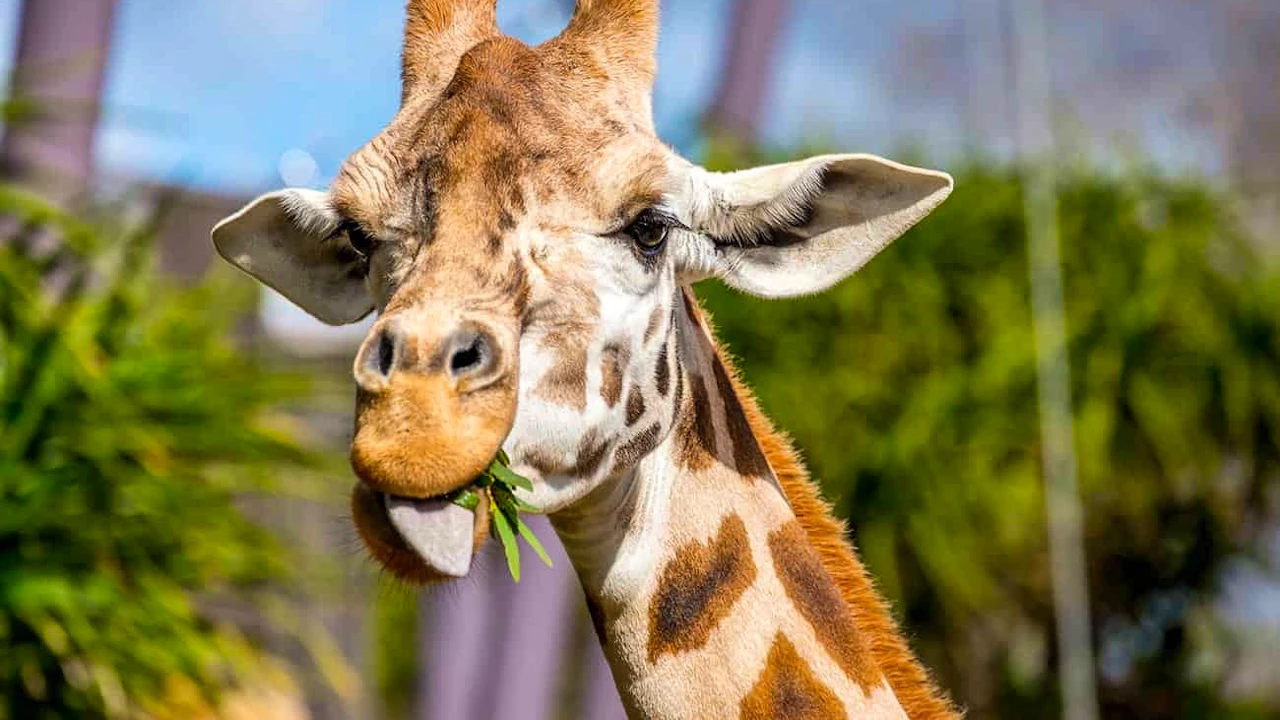 Auckland Zoo Ticket Discount