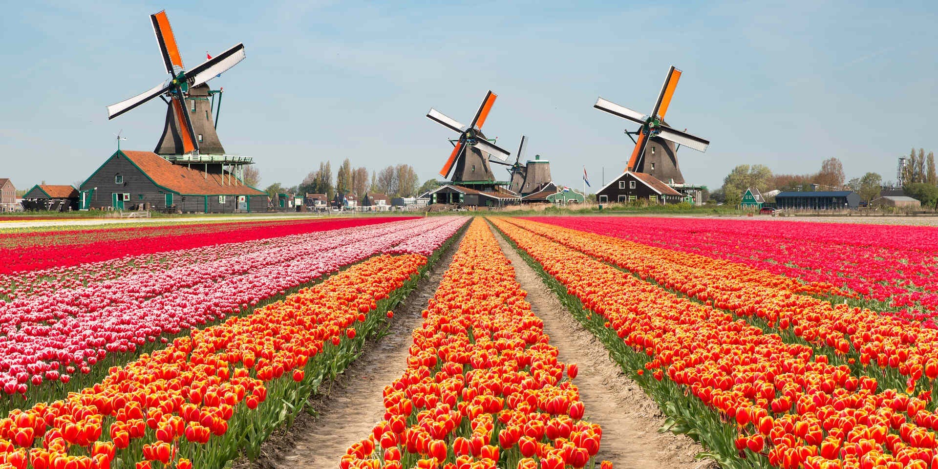Amsterdam Half-Day Tour: Windmills, Volendam & Marken 