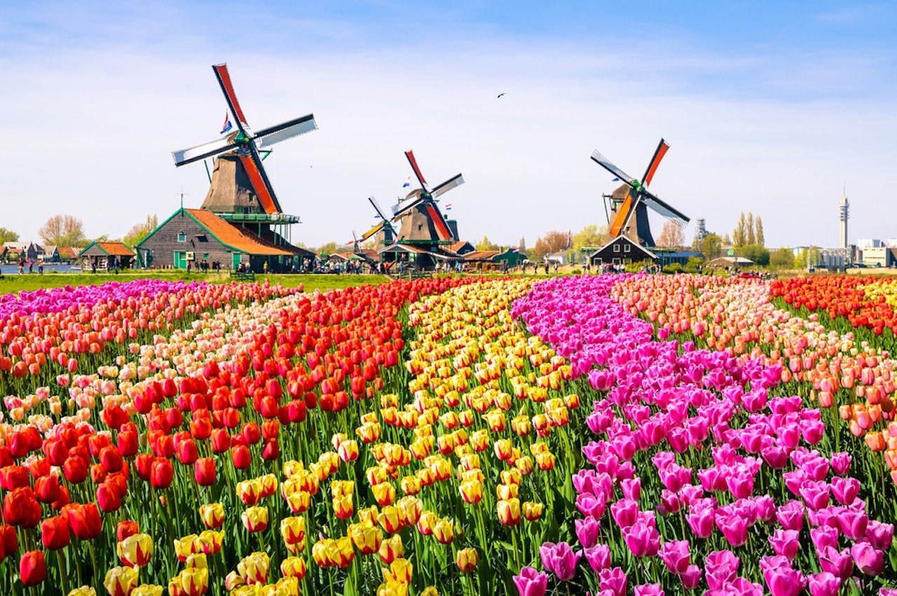 Zaanse Schans Windmill Village Tour with Transfers 
