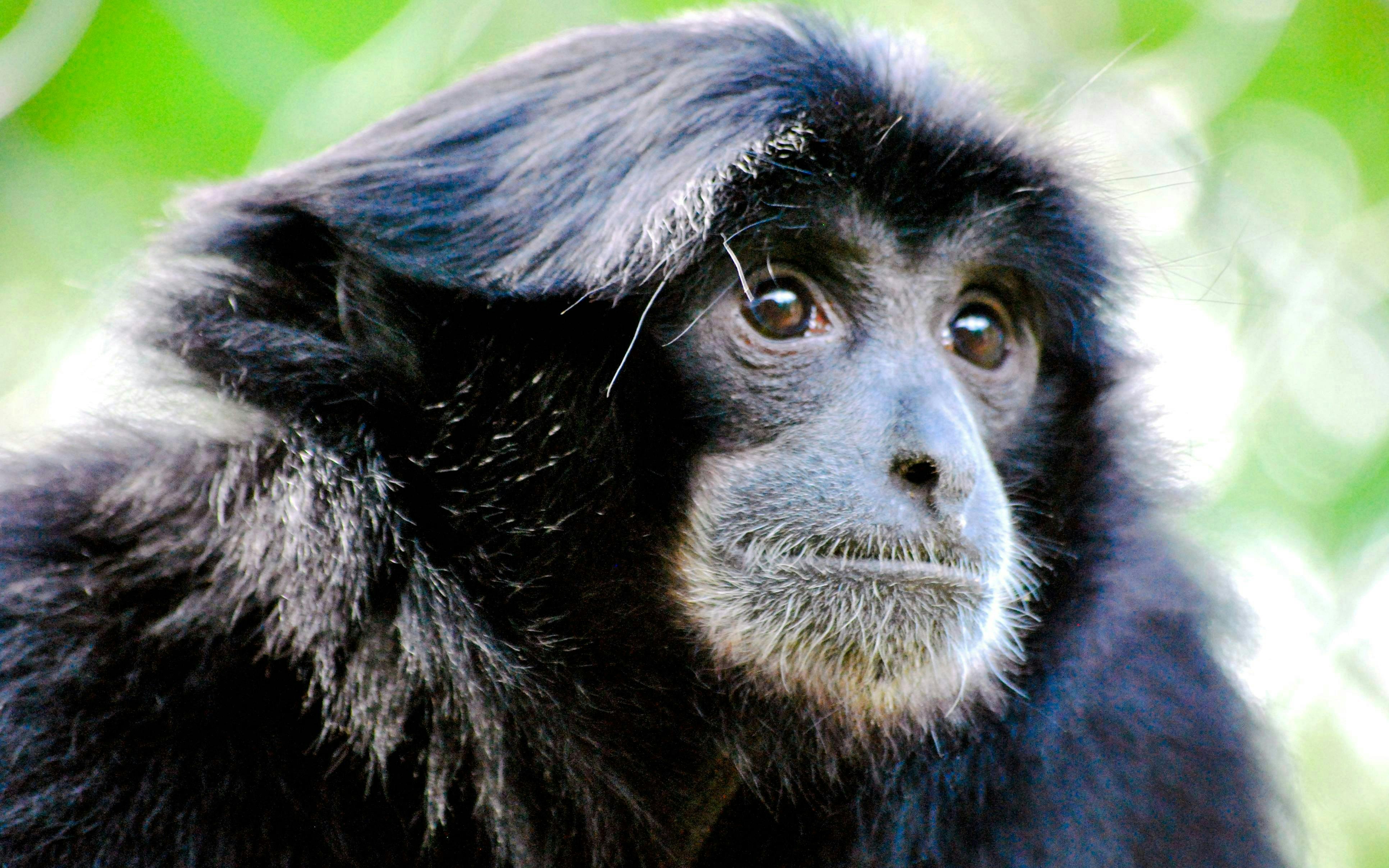Willowbank Wildlife Reserve Tickets Category