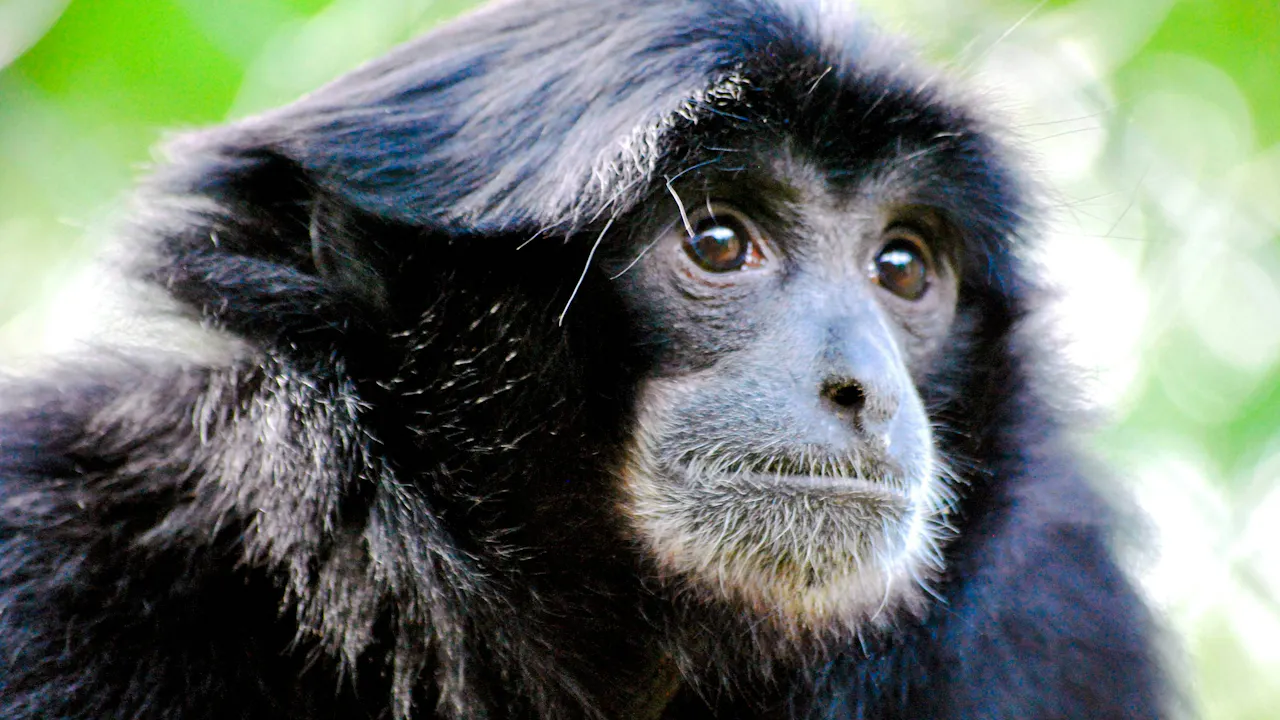 Willowbank Wildlife Reserve Tickets Category
