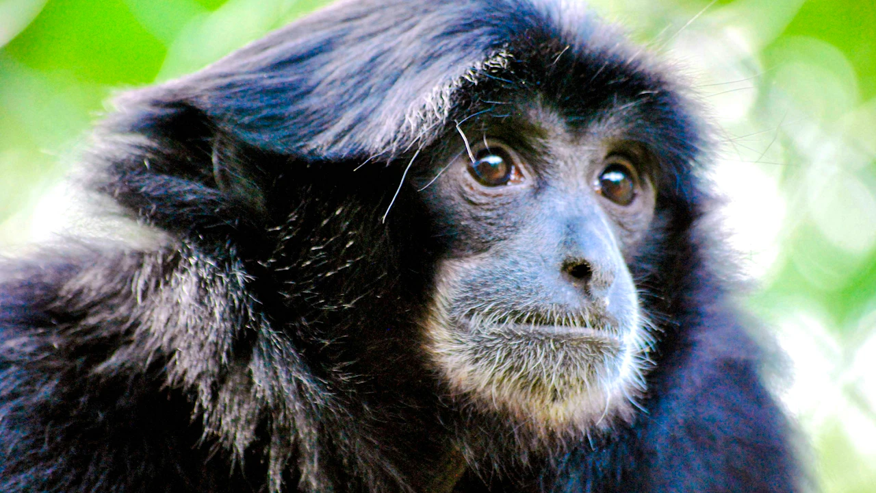 Willowbank Wildlife Reserve Tickets Category