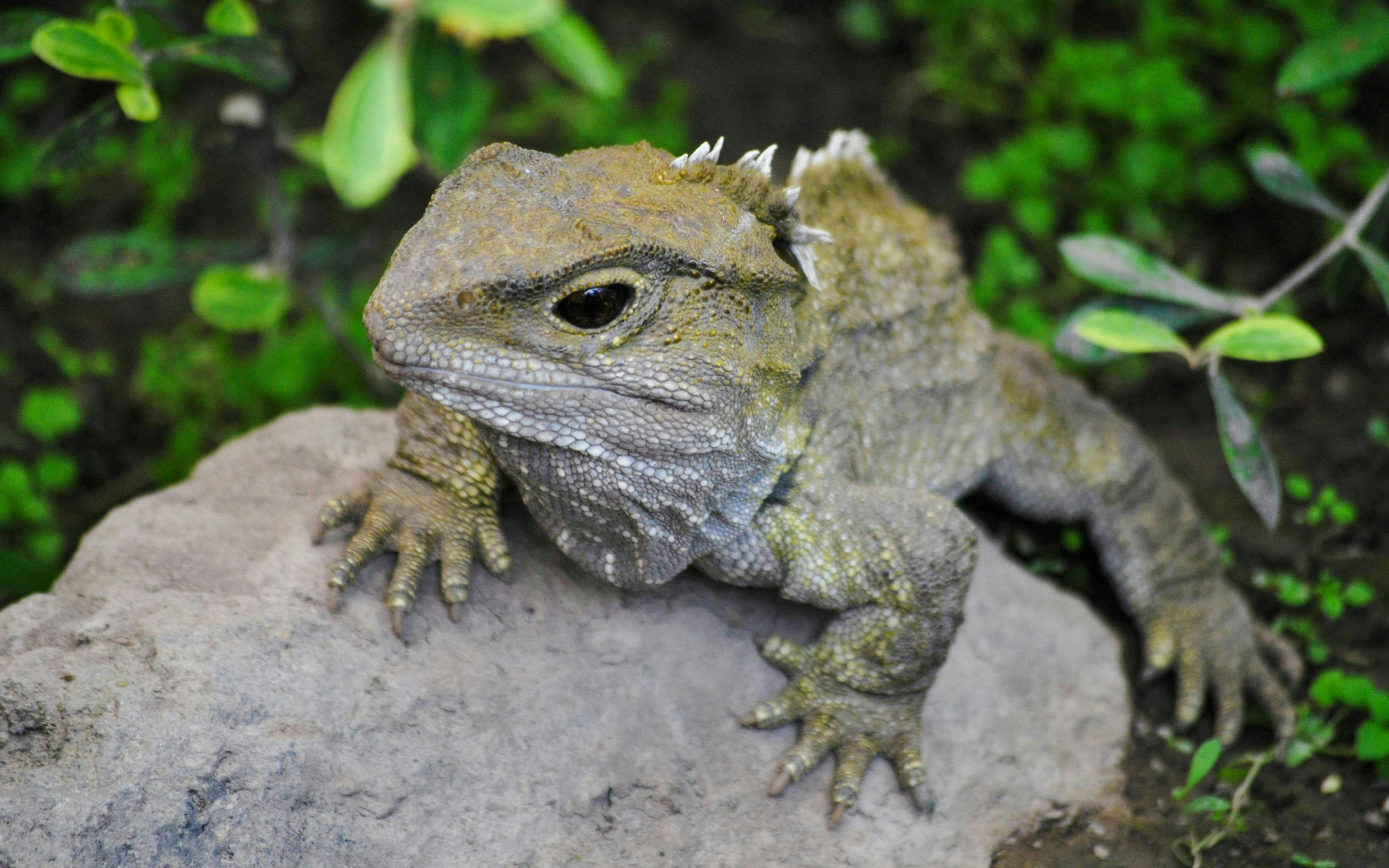 Willowbank Wildlife Reserve Tickets Discount