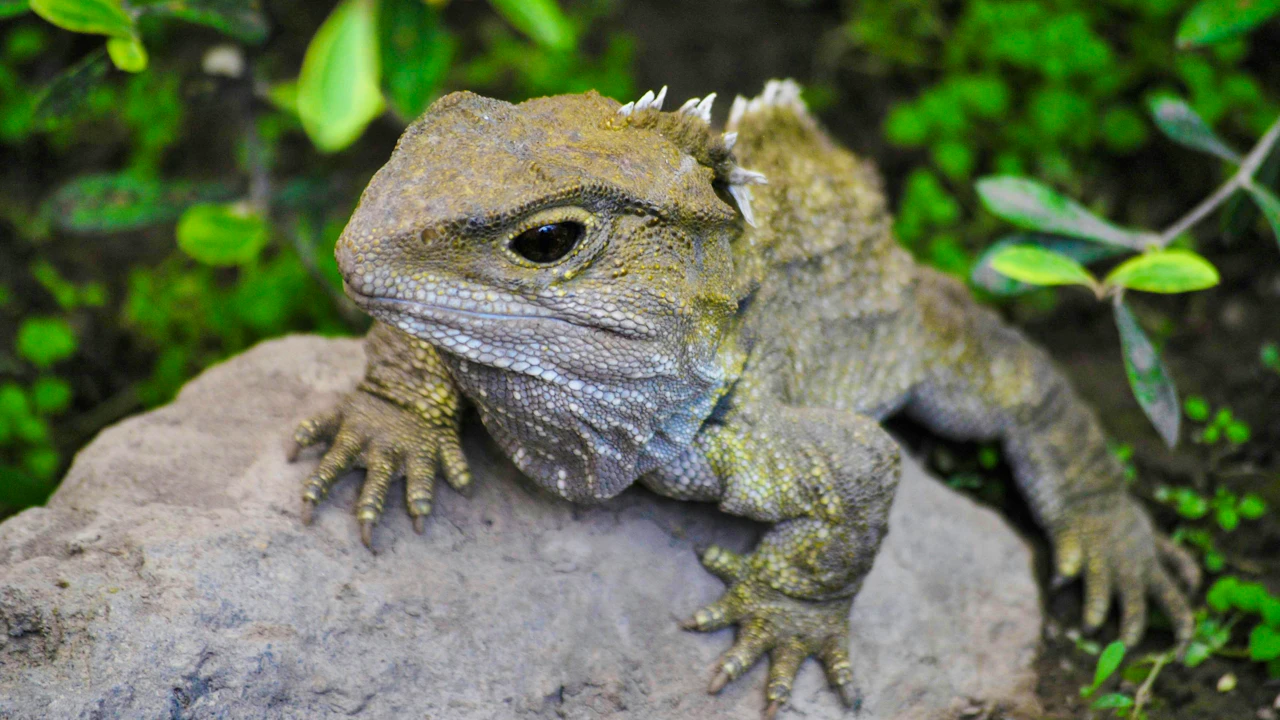 Willowbank Wildlife Reserve Tickets Discount