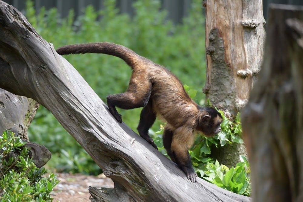 Willowbank Wildlife Reserve Tickets 