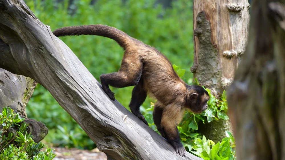 Willowbank Wildlife Reserve Tickets
