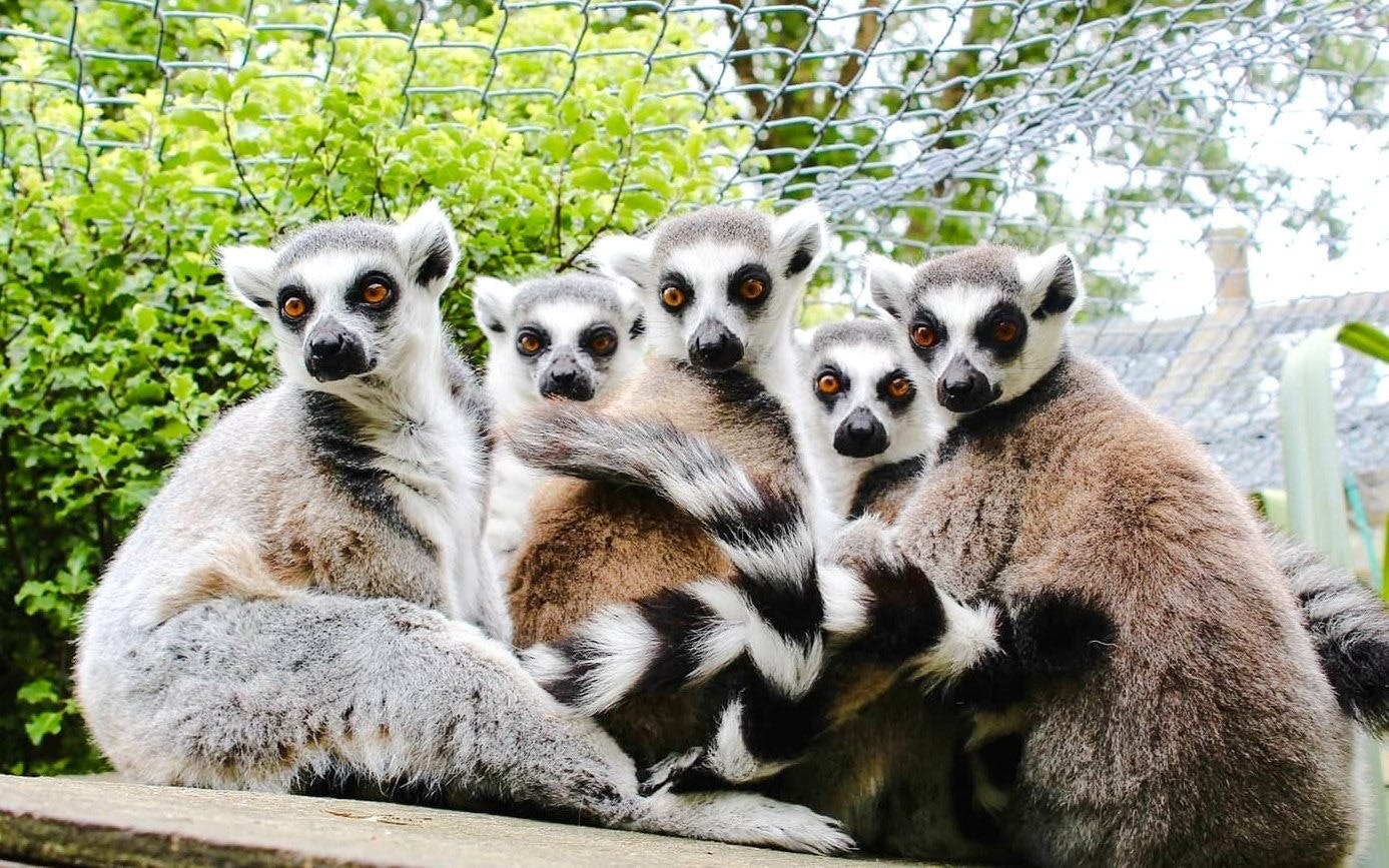 Willowbank Wildlife Reserve Tickets Ticket