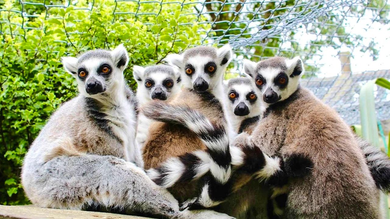 Willowbank Wildlife Reserve Tickets Ticket