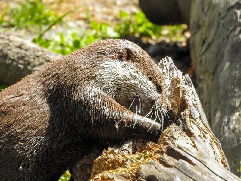 Willowbank Wildlife Reserve Tickets 