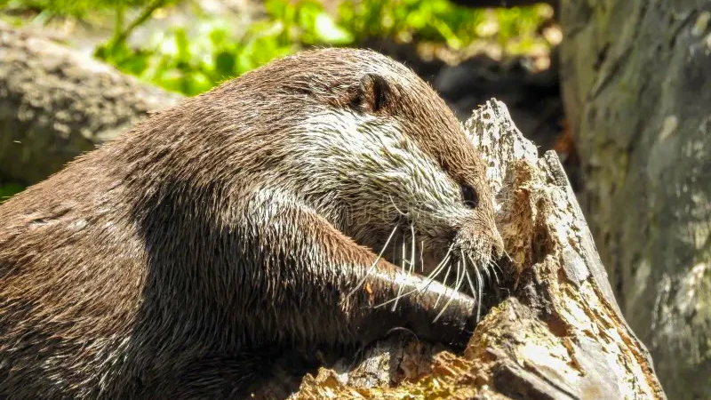 Willowbank Wildlife Reserve Tickets